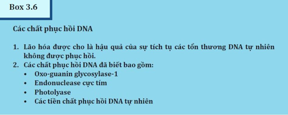 Box 3.6:Các chất phục hồi DNA