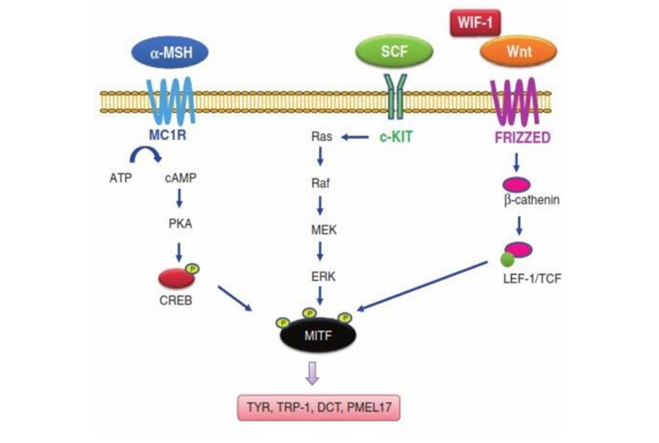 Hình 11.1 Sơ đồ cơ chế tổng hợp melanin trong melanocyte. Tyrosinase (TYR) là enzyme chủ đạo trong quá trình tổng hợp melanin; tyrosinase-related protein-1 (TRP-1), dopachrome tautomerase (DCT), và PMEL17 là những protein liên quan đến quá trình tổng hợp melanin trong các rối loạn sắc tố; microphthalmia transcription factor (TIMF) đóng vai trò quan trọng trong quá trình dịch mã của các yếu tố này. Mức độ biểu hiện của MITF được điều hòa bởi nhiều yếu tố khác nhau, bao gồm lymphoid enhancer-binding factor 1 (LEF-1)/T-cell factor (TCF) là một chất điều hòa âm tính con đường tính hiệu Wnt-β-catenin, và bởi protein gắn yếu tố đắp ứng với cAMP (CREB). Con đường tín hiệu thụ thể melanocortin-1 (MC1R)/α- melanocyte-stimulating hormone (α-MSH) sẽ làm tăng cAMP và đưa đến sự phosphoryl hóa của CREB. Yếu tố tế bào gốc (SCF) và thụ thể của nó c-KIT liên kết với con đường tín hiệu Ras- MAP kinase và điều hòa chức năng MITF thông qua quá trình phosphoryl hóa MITF.