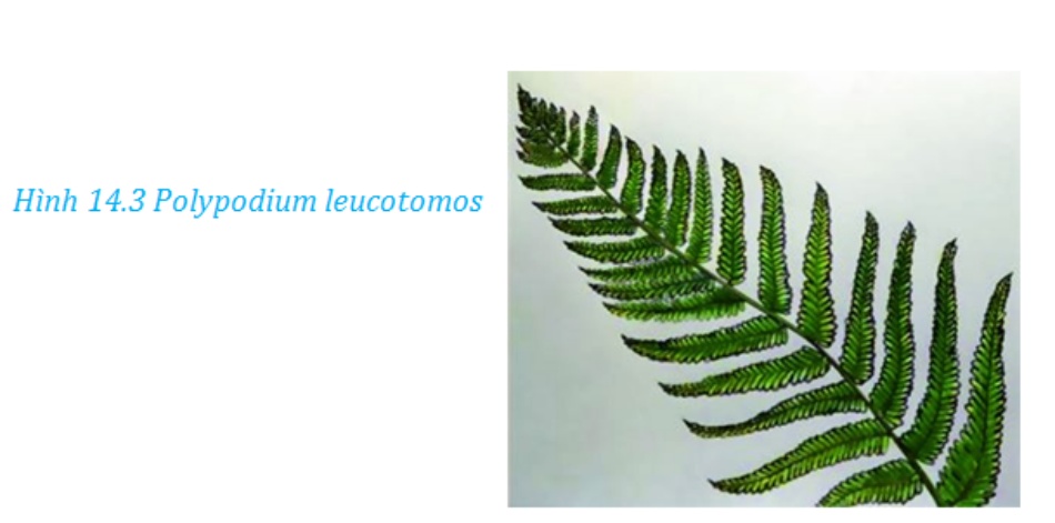 Hình ảnh minh họa Polypodium leucotomos