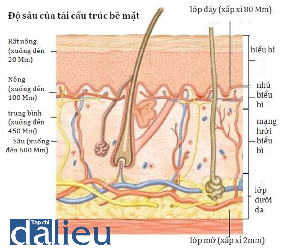 HÌNH 9 Thuật ngữ tái tạo bề mặt da và độ sâu thâm nhập dưới da. 