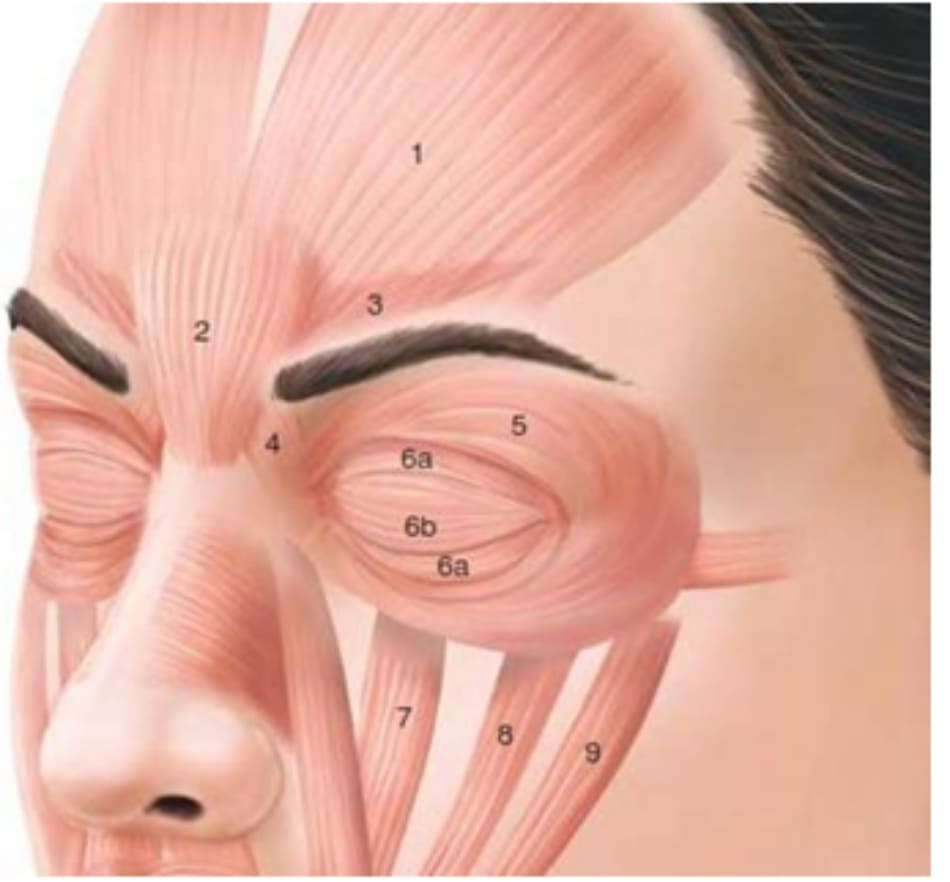 Hình 3 Giải phẫu cơ vùng mắt