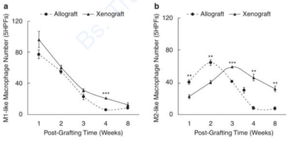Hình 3.6 Sự hiện diện của đại thực bào M1 và M2 ở chuột được ghép da allografts và xenografts. Trong cả hai mô hình, đại thực bào M1 cho thấy xu hướng tương tự nhau, đạt đỉnh điểm sau khi ghép 1 tuần và giảm dần (a). Các đại thực bào M2 đạt đỉnh điểm trong mô hình allografts ở 2 tuần sau khi ghép, tuy nhiên, mô hình xenografts cho thấy mức đỉnh điểm ở 3 tuần sau khi ghép (b) [46].